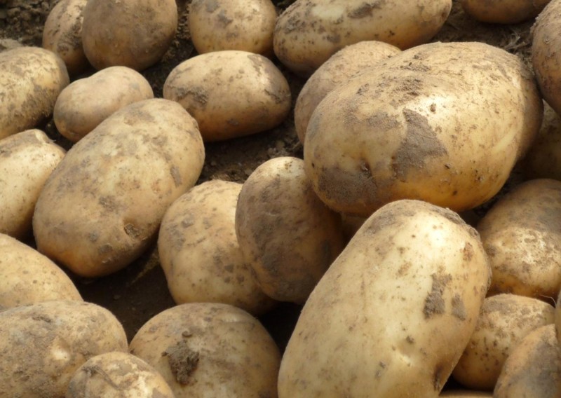 Bio Erdäpfel "Agria" (weichkochend)