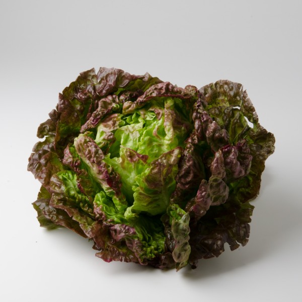 Kopfsalat rot