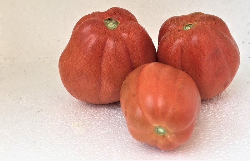 Fleischtomaten (Ochsenherz u. andere Sorten)