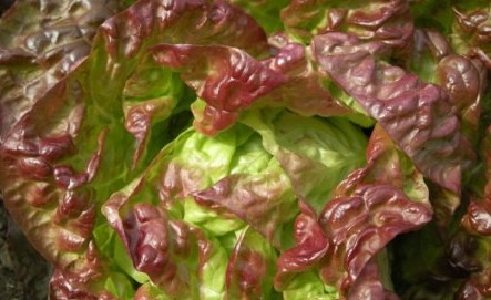 Salat Roter Butterhäupl aus Haag