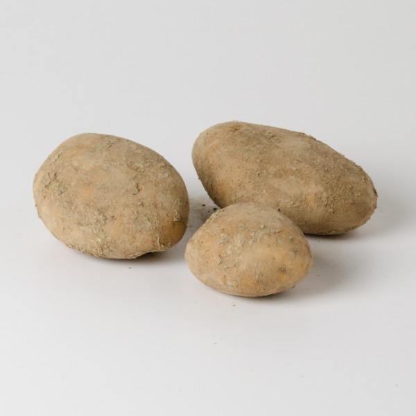 Erdäpfel Agria, mehlige Sorte