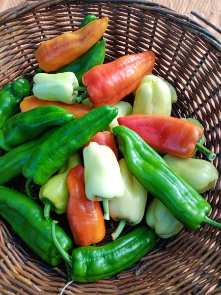 Paprika Mix aus Haag