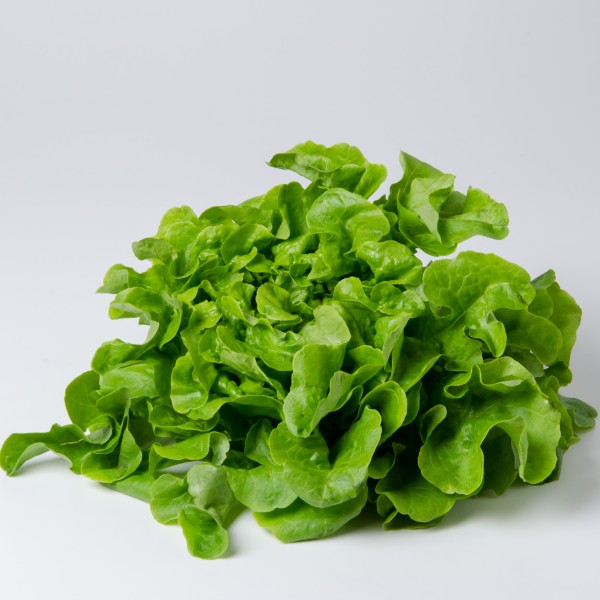 Eichblatt grün Salat