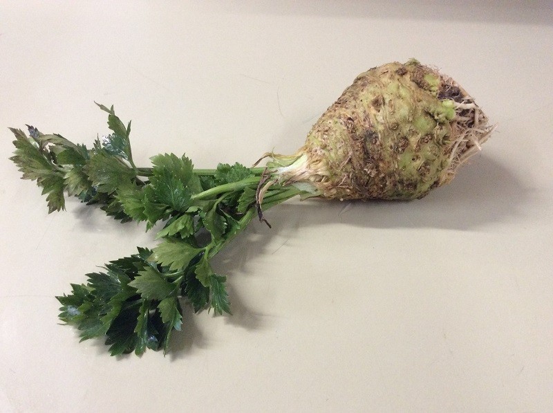 Sellerie mit Grün jung